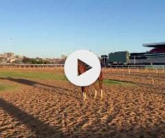 Anders x Fairly Feline Colt