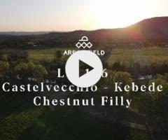 Castelvecchio x Kebede