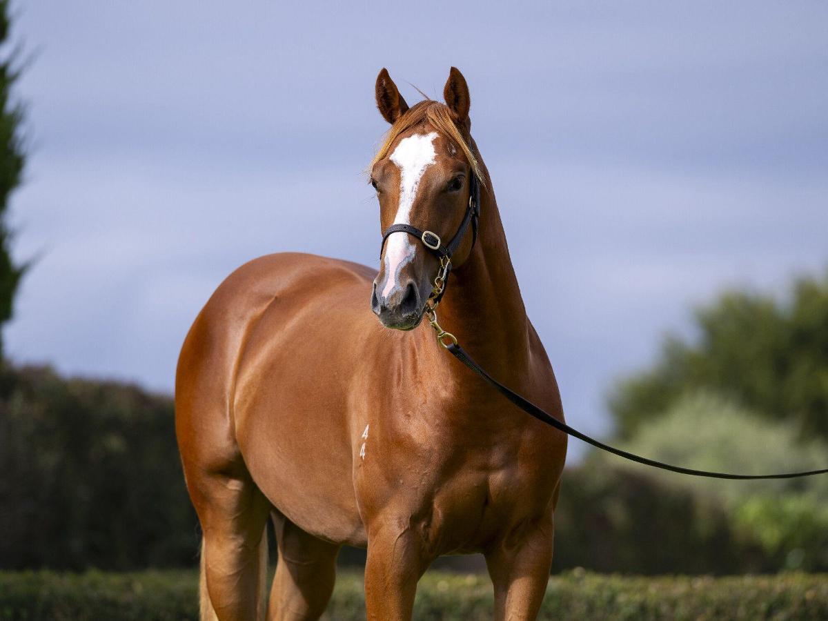 Paulele x Strata Lady Filly