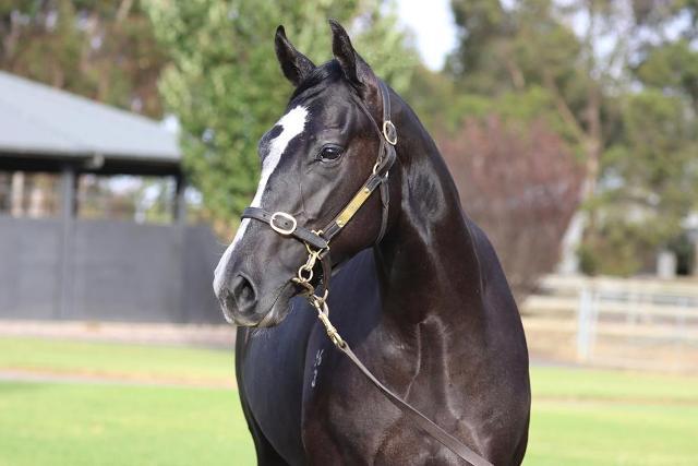 Shamus Award / My Nikita Gelding '23