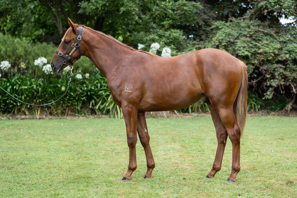 King's Legacy x Red Sparrow 24