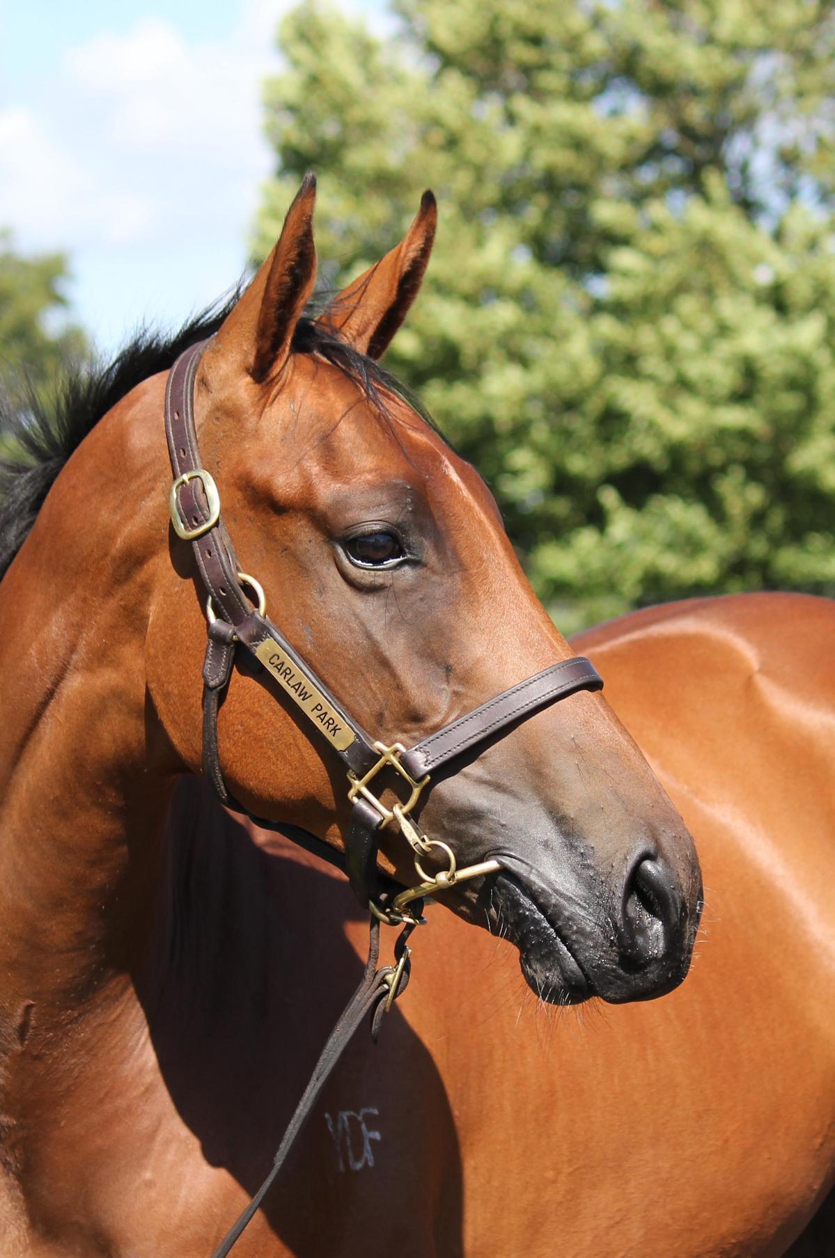 Ghaiyyath x Champagne Lucy