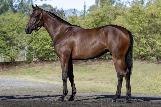 Awesome Ownership Opportunity - Winning Rupert x Coco Fashion - QTIS Filly