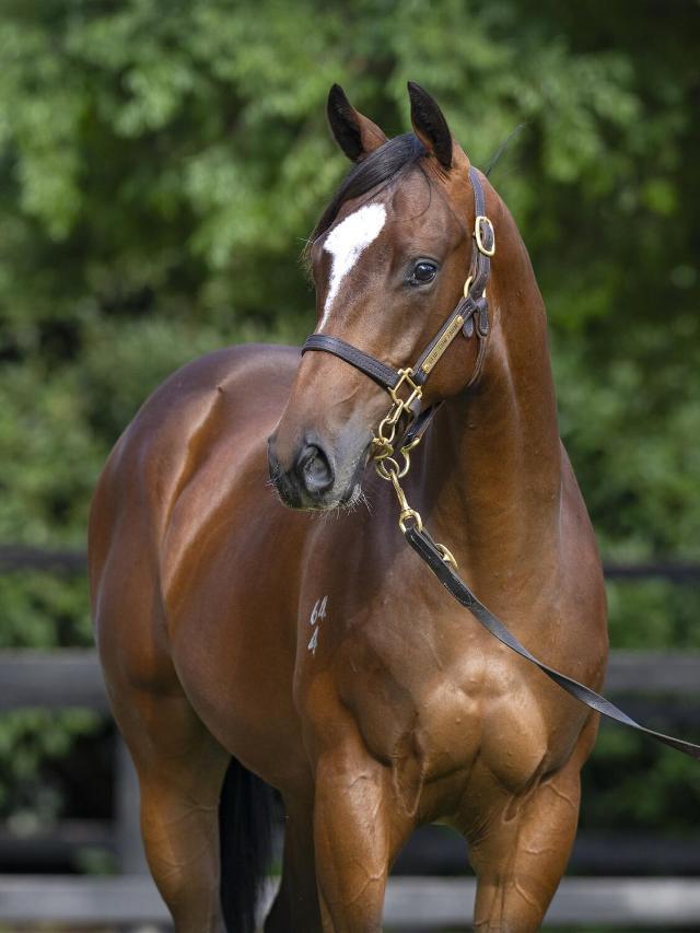 Grunt x Typhoon Titmus Colt