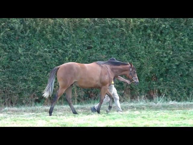 Stratosphere x Ryans Daughter Filly