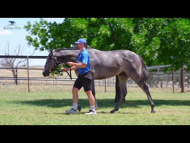 Dárgento X Tycoon Street Colt