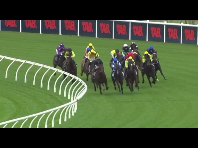 Starscream NZ(Thoroughbred)(Feature)