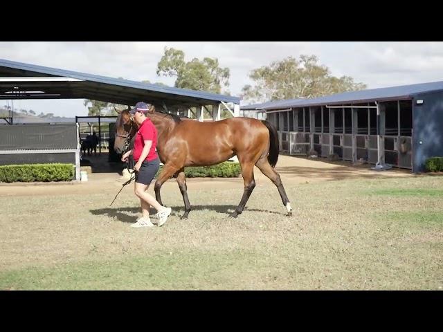 Acrobat X Endorphins Yearling Filly