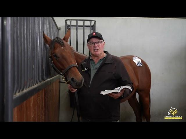 Hitotsu x Sidewalk Sinner '24 Colt