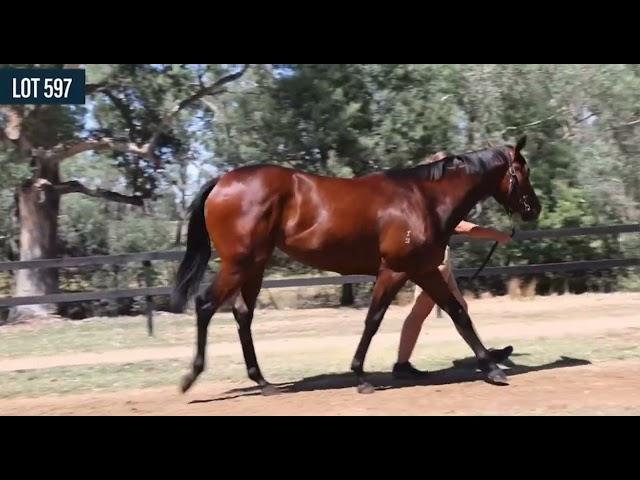 Doubtland x Bulahdelah Miss '23 Filly