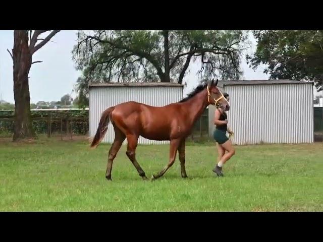 Tagaloa x La Ruche '24 Colt