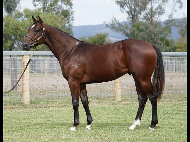 Pariah x Astral Miss