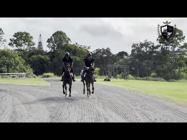 Zousain / Flamenco 23 Filly