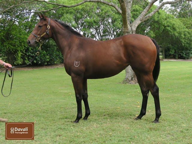 Territories x Ravishing Choice