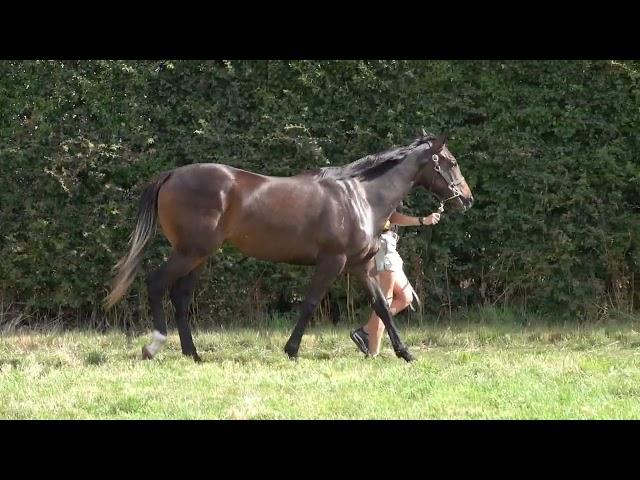 Stratosphere x Goji Filly