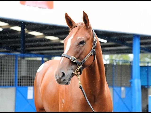 Toronado x Star Of Night