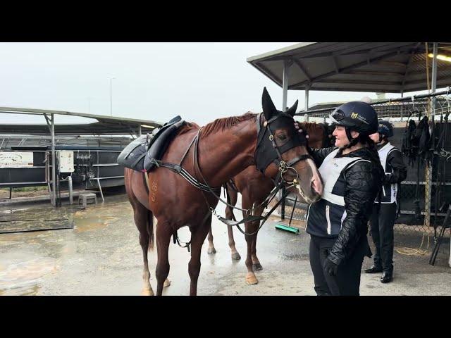 Toronado X Heavenly Bridges