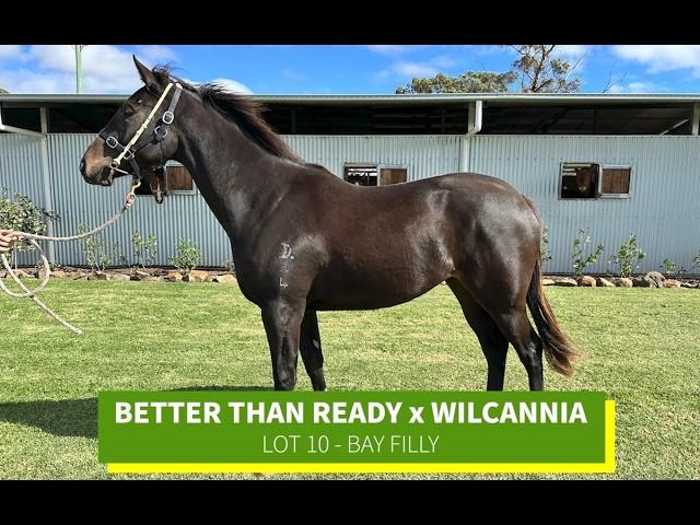 Better Than Ready x Wilcannia 24F