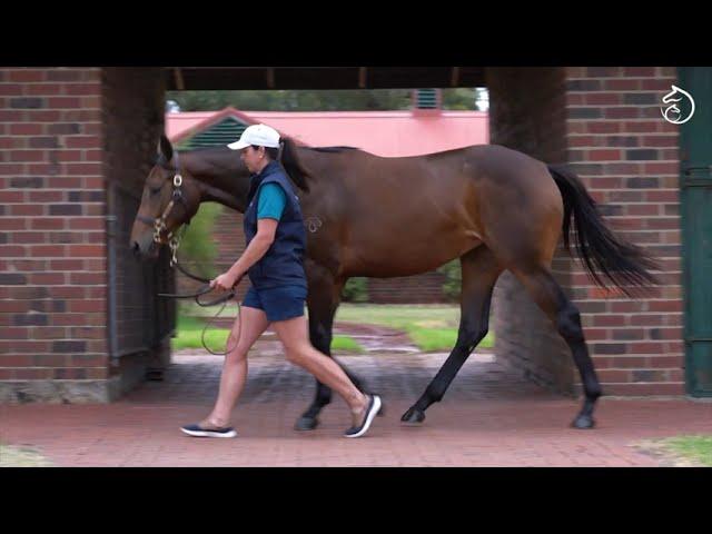 Tassort x Hoity Toity