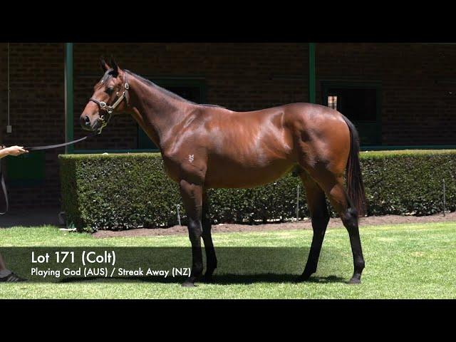 STREAK OF GOD (Playing God 2yo gelding)