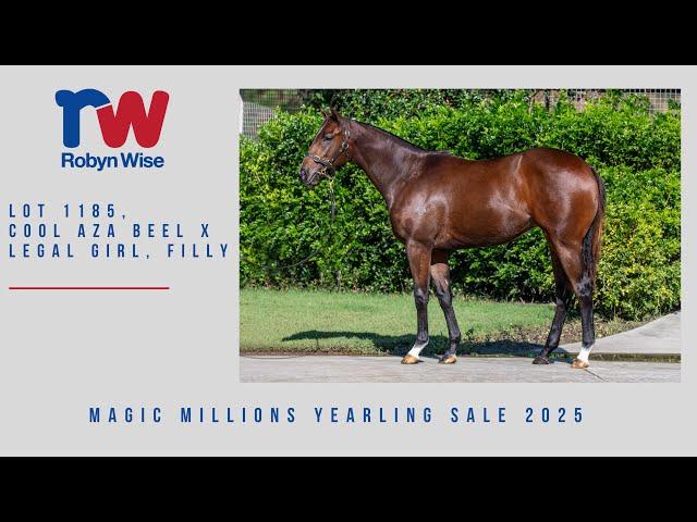 Cool Aza Beel x Legal Girl Filly