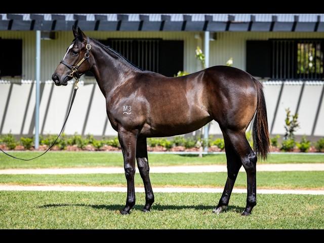 Captivant x Carribean Sunset Yearling Filly