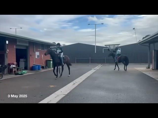 Harry Angel x Verlan filly