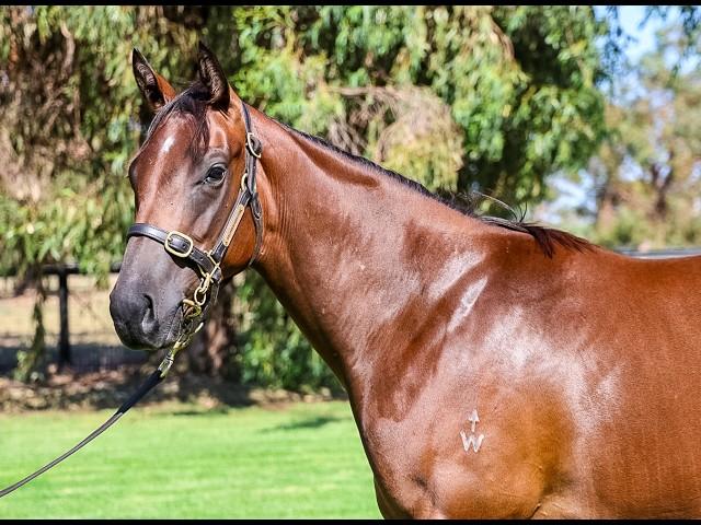 Shamus Award x Mirfa