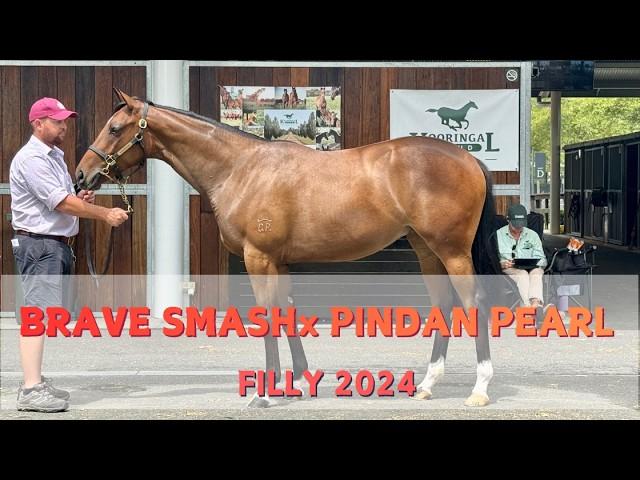 Brave Smash x Pindan Pearl