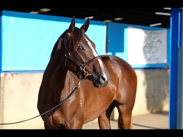 Shamus Award x With A Bit of Dash