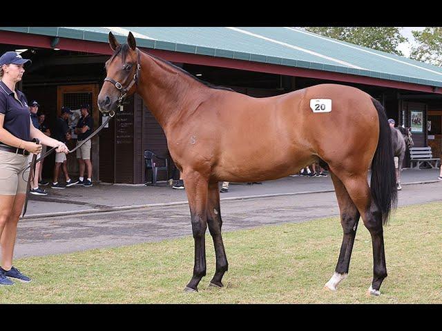 Profondo x O'Lovely 2024 Colt