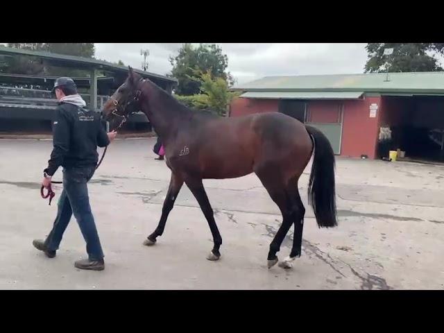 Awesome Rock / Modave 23 Colt