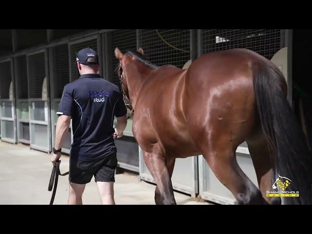 Prague x Barjas '22 Colt