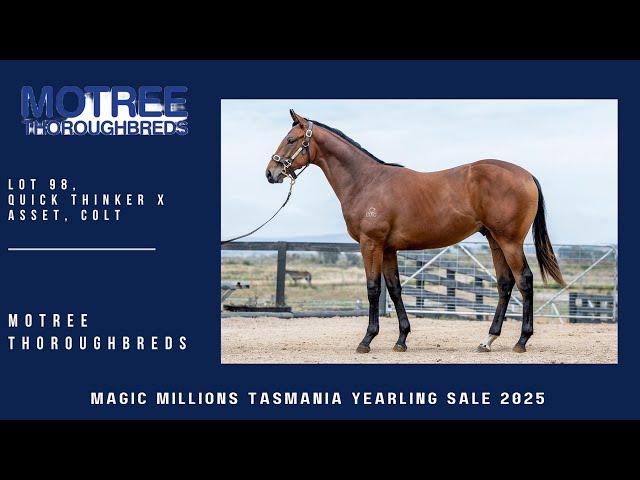 Quick Thinker x Asset 2yo Gelding