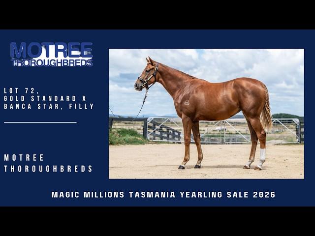 Gold Standard x Banca Star Filly