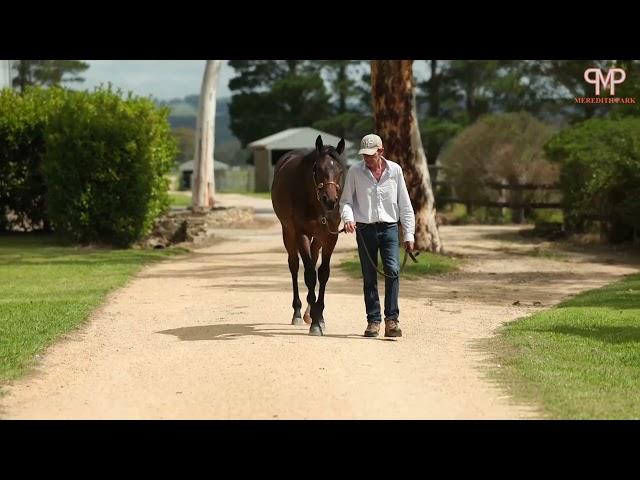 Harry Angel x Verlan filly