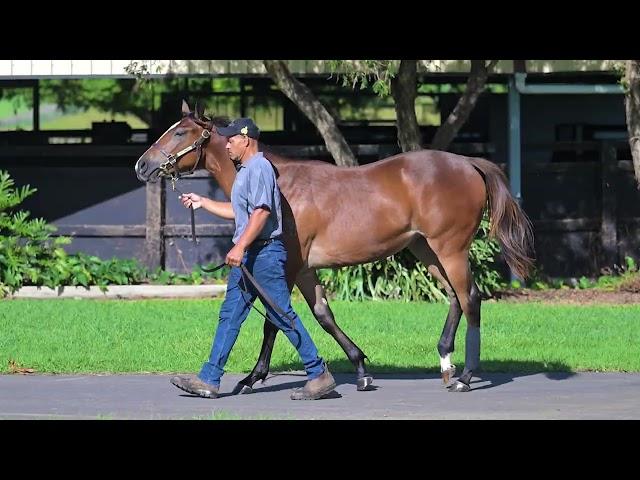 Wild Ruler x Face Forward filly