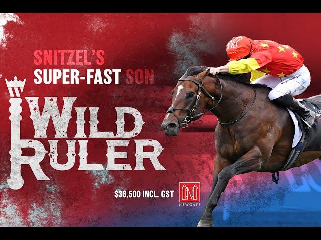 Wild Ruler Colt