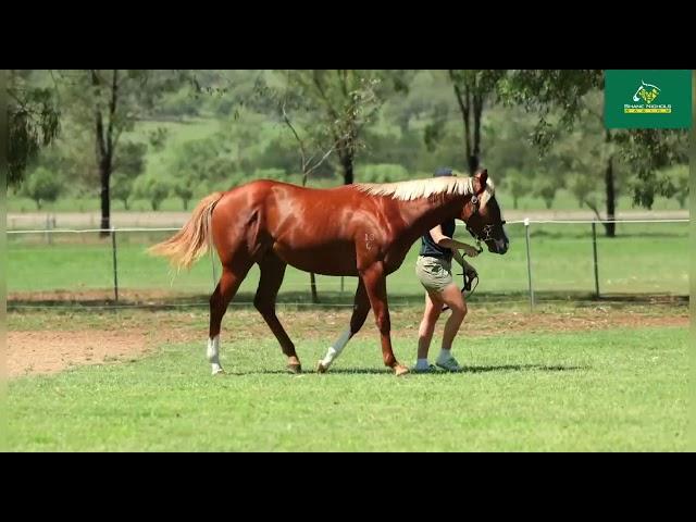 King's Legacy x Kissy For Leslie '24 Colt