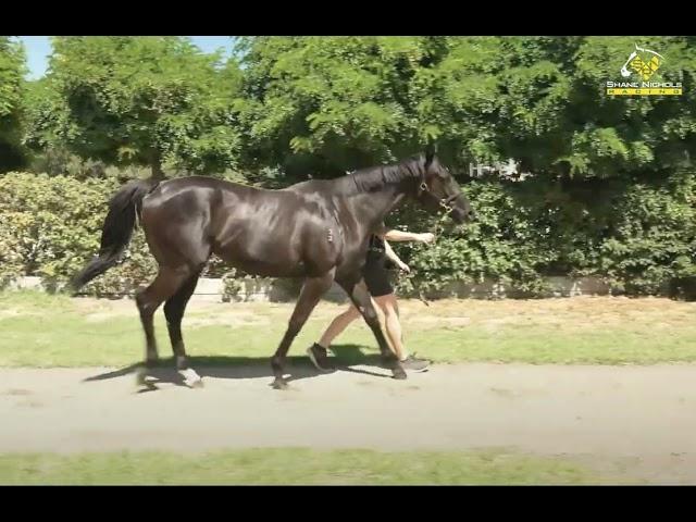 Brazen Beau x Borderline '23 Filly