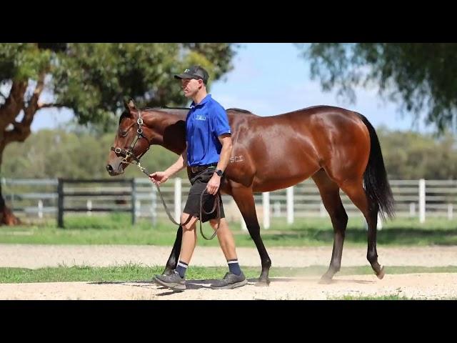Best of Bordeaux x The Amazing Tahlia Filly '24
