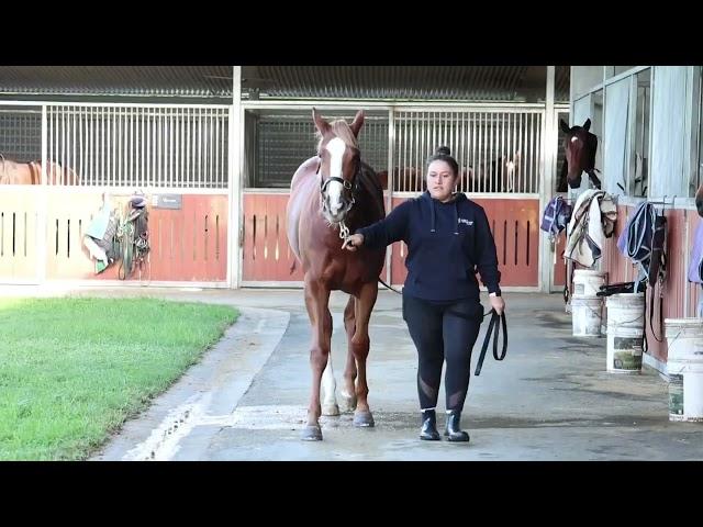 Brave Smash X Nags To Riches