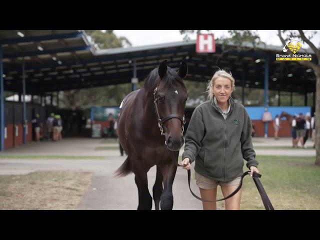 So You Think x Tawaret '22 Gelding