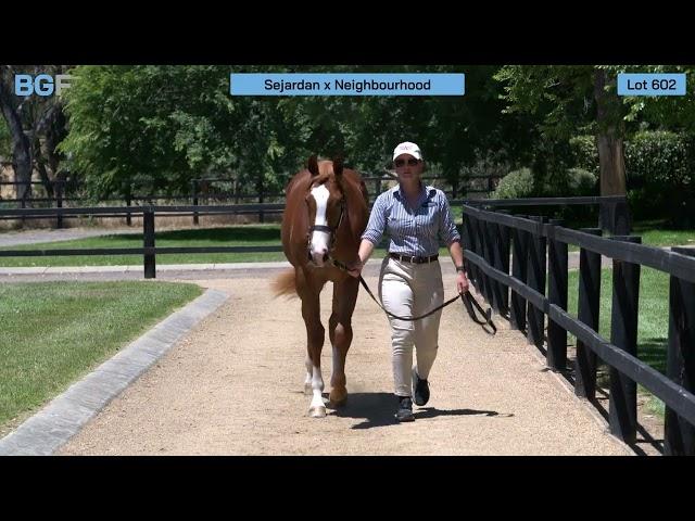 Sejardan X Neighbourhood filly