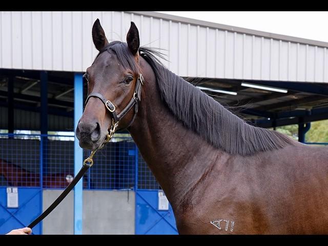 Shamus Award x Give Me Hope