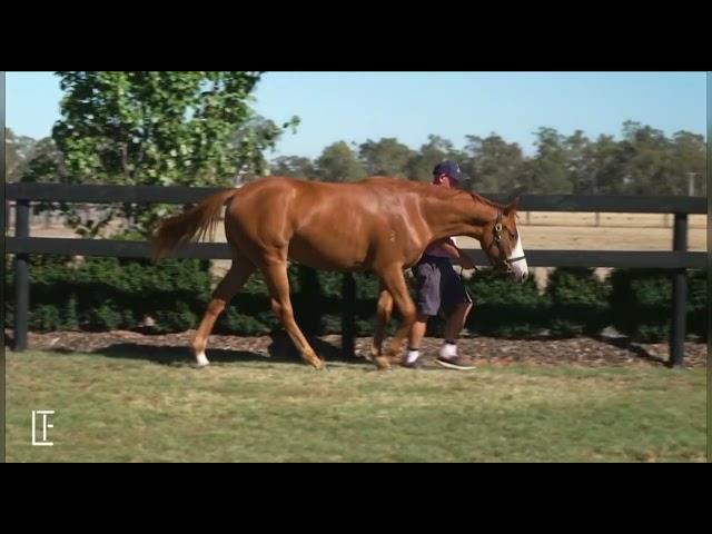 Tagaloa x Auclert '24 Filly