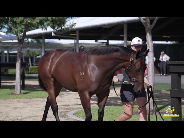 Harry Angel x Princess Command '23 Filly
