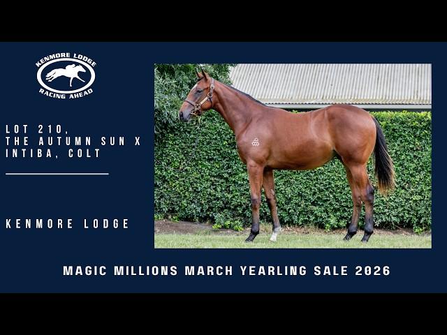 The Autumn Sun x Intiba Colt '24