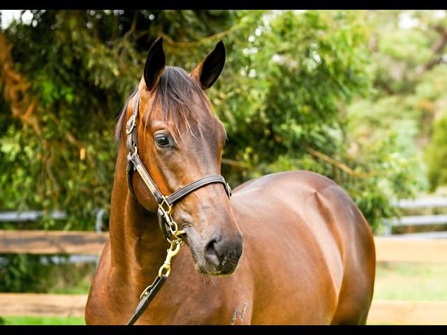 I Am Invincible x Prospect Park