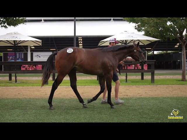 Stay Inside x Perfect Persuasion '24 Colt